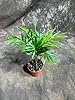 PLANTVERS Neanthe Bella Palm in a 2" Nursery Pot – Chamaedorea Elegans Parlor Palm Plant – Low Maintenance Indoor Air Purifying Plant – Elegant Chamaedorea Houseplant #4