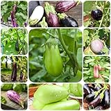 400 piezas Semillas decorativas de berenjena - Plantas de balcón Plantas de interior, Solanum melongena, Regalo de jardín de hierbas de berenjena Jardín interior Plantas bonsái Semillas de
