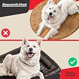 all Pets United® Hundekissen Hundebett Indoor & Outdoor; Hunde-Kissen Hunde-Körbchen; Schlafplatz für Hund & Katzen (L - 100x70 cm)
