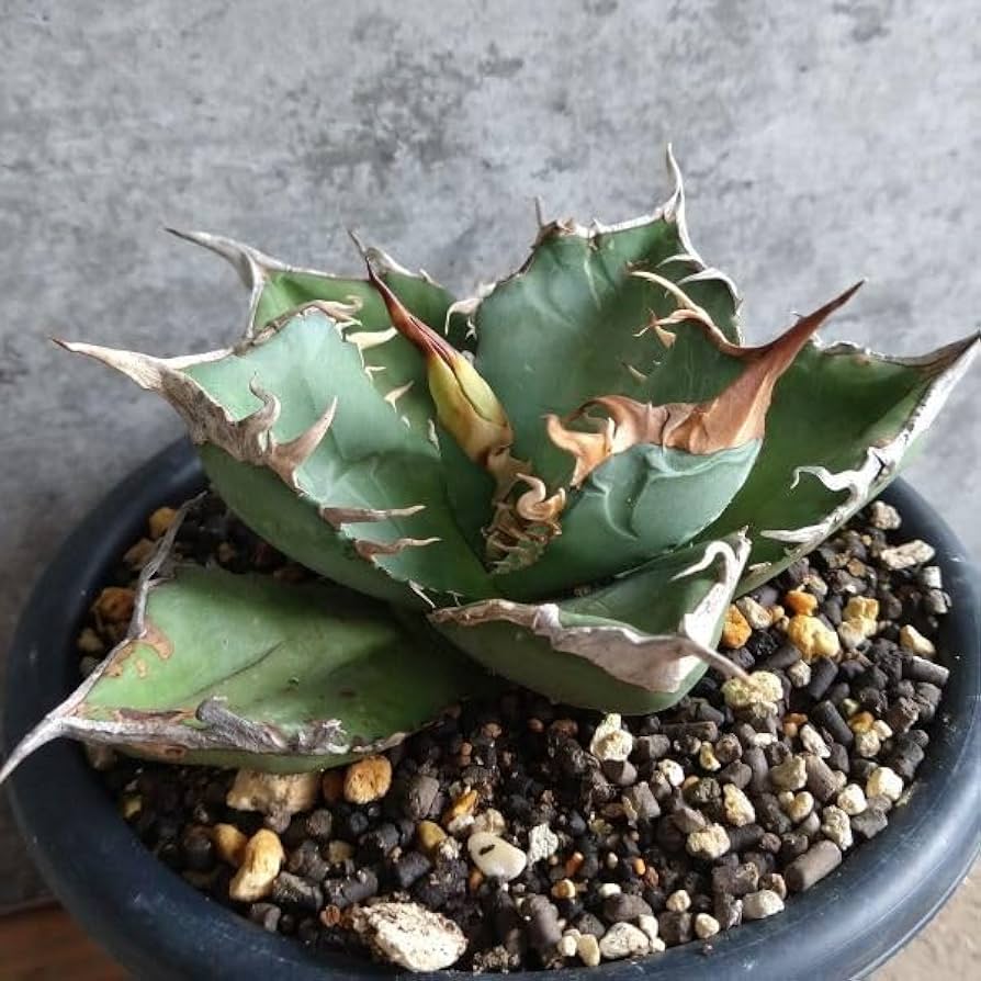 Amazon.co.jp: オアハカ 産 アガベ オテロイ agave oteroi