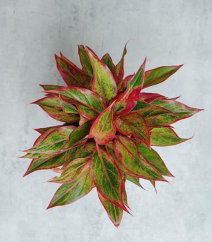 Image of Nurturing Green Aglaonema Red Gold in Blush Pink Ceramic Pot | Wedding Anniversary Gift Plants For Couple | Anniversary Gifts For Husband /Wife | Potted Plants For Gifts | Plants Gift