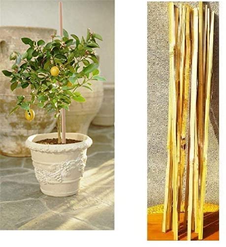 See full amazon price history chart for RARE OCEANS Bamboo Sticks for Plant Support Height 2 Feet (60CM) Height | Climbers Support for Live Plant 24 inches Height | 60 cm Height (Pack of 10) RARE OCEANS Bamboo Sticks for Plant Support Height 2 Feet (60CM) Height | Climbers Support for Live Plant 24 inches Height | 60 cm Height (Pack of 10) (B0CLSG5ZTZ) Amazon Price History, Amazon Price Tracker