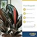 Costa Farms Burgundy Rubber Plant, Live Indoor Ficus Elastica Tree, Live Indoors Houseplant in Décor Planter Pot, Potting Soil Mix, Gift for Housewarming New House, Home or Office Decor, 2-3 Feet Tall