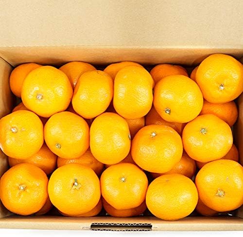 国産 温州みかん 3kg (秀品/常温品) 柑橘類 みかん ミカン 蜜柑 ギフト 贈り物 贈答 お祝い 内祝い ご家庭用 果物 フルーツ お取り寄せ