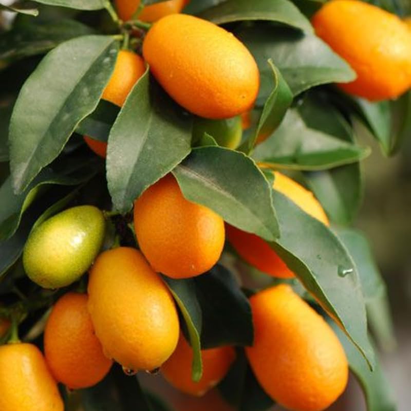 Meiwa Kumquat Tree Live Plants 1 Ft Tall Tall | Fresh Sweet Kumquats | Fragrant Citrus Blooms | Versatile Live Fruit Trees for Outdoor or Patio Planting