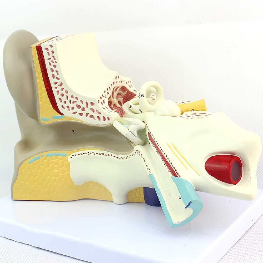 Model anatomiczny ucha ludzkiego, model ucha, anatomia ucha, model labiryntu ucha wewnętrznego Otolaryngologia, model słuchowy człowieka