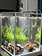 YZHZOM 4-teilig. kleinen natürlichen Treibholz für Aquarien, 7,6-15 cm, sorgfältig ausgewähltes natürliches Aquarium-Dekor, Treibholz für Reptilienbecken, Reptilienbecken, Holzdekor