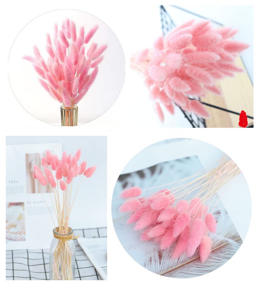 Amazon.co.jp: 天然バニーテール ドライフラワー 120個 ラビットテール