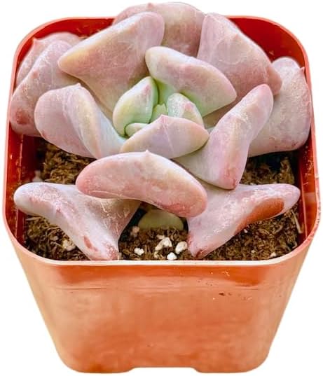 Miniatura 3 de Echeveria Cubic Frost - Plantas suculentas únicas de 2 pulgadas, plantas suculentas vivas para principiantes, plantas de interior de fácil cuidado