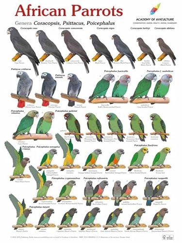 Poster African Parrots: Genera Coracopsis, Psittacus, Poicephalus
