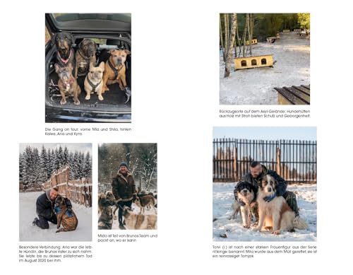 Der Hundebeschützer: Wie Straßenhunde eine zweite Chance bekommen | thegodfatherofdogs gibt Tipps für Hunde-Adoption, SPIEGEL-Bestseller, Gewinner LovelyBooks Community Award 2025