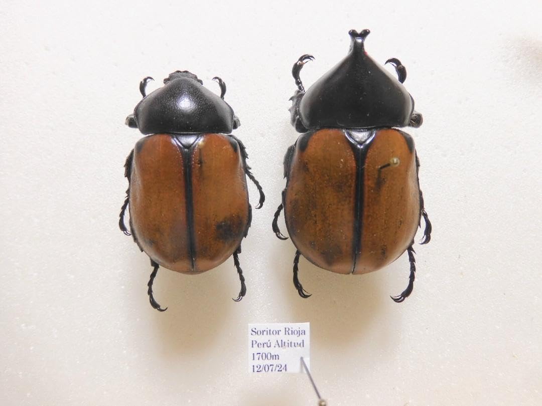 ペルー産 特大 フンボルトヒナカブト 45mm39mm ペア ペット用品