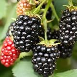 200+ BlackBerry Seeds for Planting - Non-GMO Seeds - Organic BlackBerry Seeds to Plant for Garden Outdoor - Sweet,Healthy Fruit