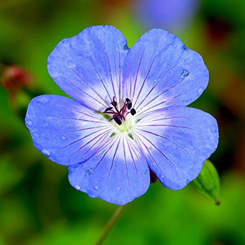 Geranium Johnson's Blue 3 Roots