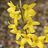 Cette forsythia de forme large, touffu, érigé aime tous types de sol, neutre, acide, légèrement calcaire de préférence un sol un peu acide en soleil, lumière naturelle filtrée, mi-ombre, légère ombre