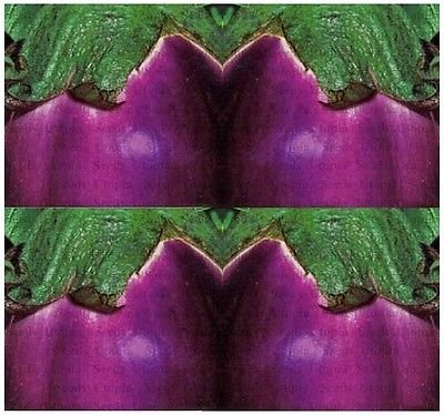 (40) PURPLE FIORENTINI - semi VIOLETTA DI FIRENZE melanzane