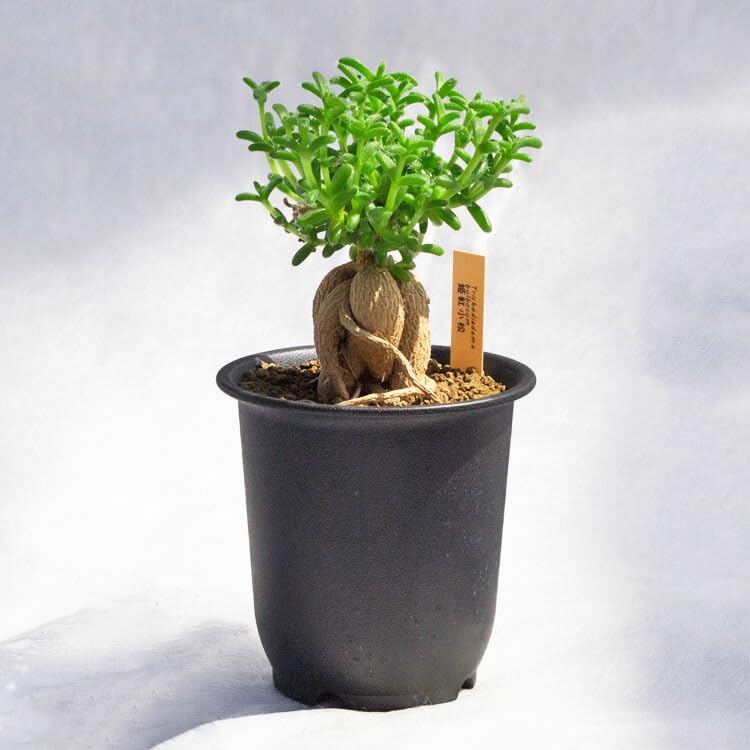 Amazon.co.jp: 塊根植物 トリコディアデマ・ブルボスム（紅姫小松