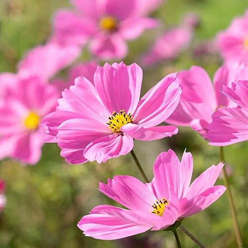 Miniatura 7 de Outsidepride 1000 semillas anuales Cosmos Bipannatus Gloria Pink Cut Flower Seeds para plantar