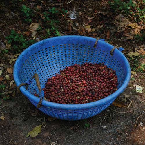Image of Bili Hu Coffee, Aeropress Coffee Powder, 100% Arabica Blend, Medium Roast, (Pack of 1, 250 gms)