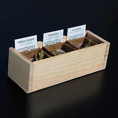 Kit di germinazione erbe aromatiche (basilico