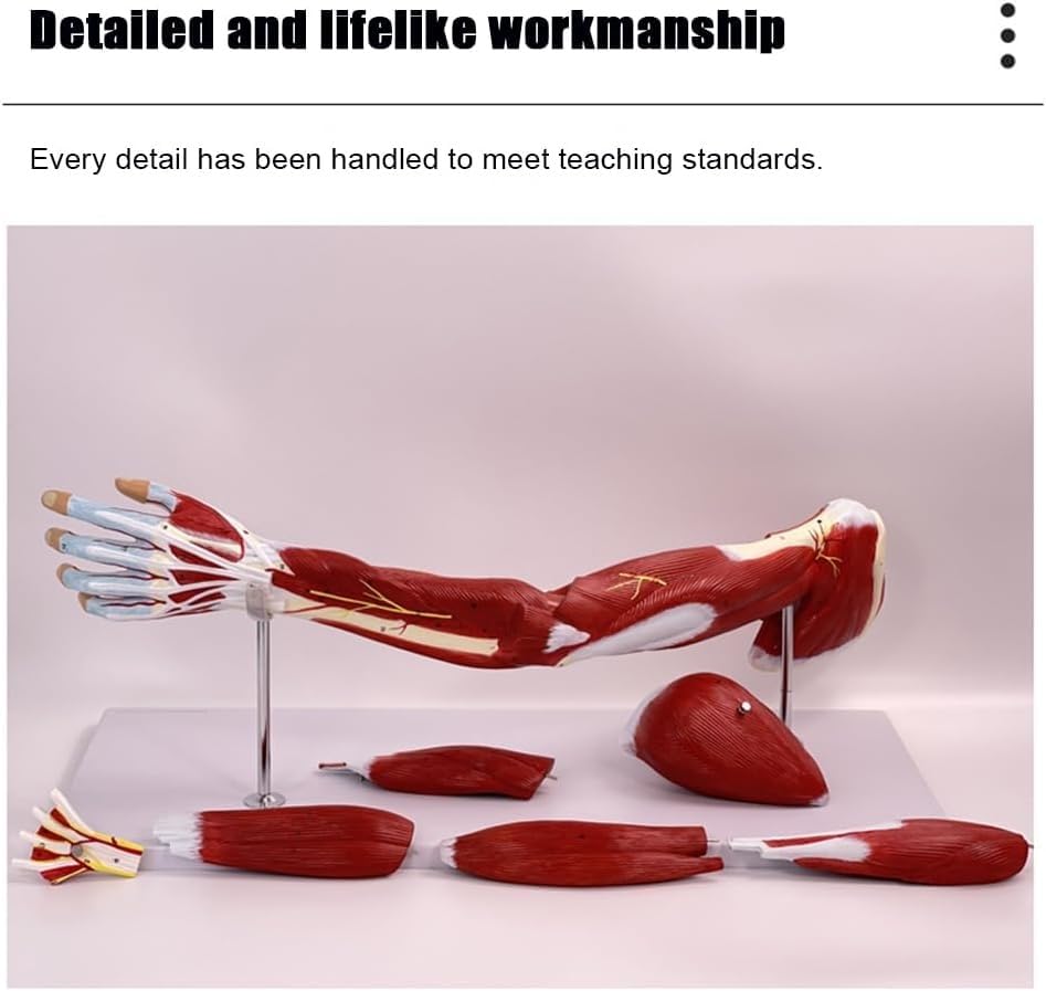 76cm Human Arm Muscle Anatomical Model, Life Size Upper Limb Muscle Anatomy Model, Shows Superficial and Deep Muscles, Tendons, Blood Vessels, Nerves, for Medical Study