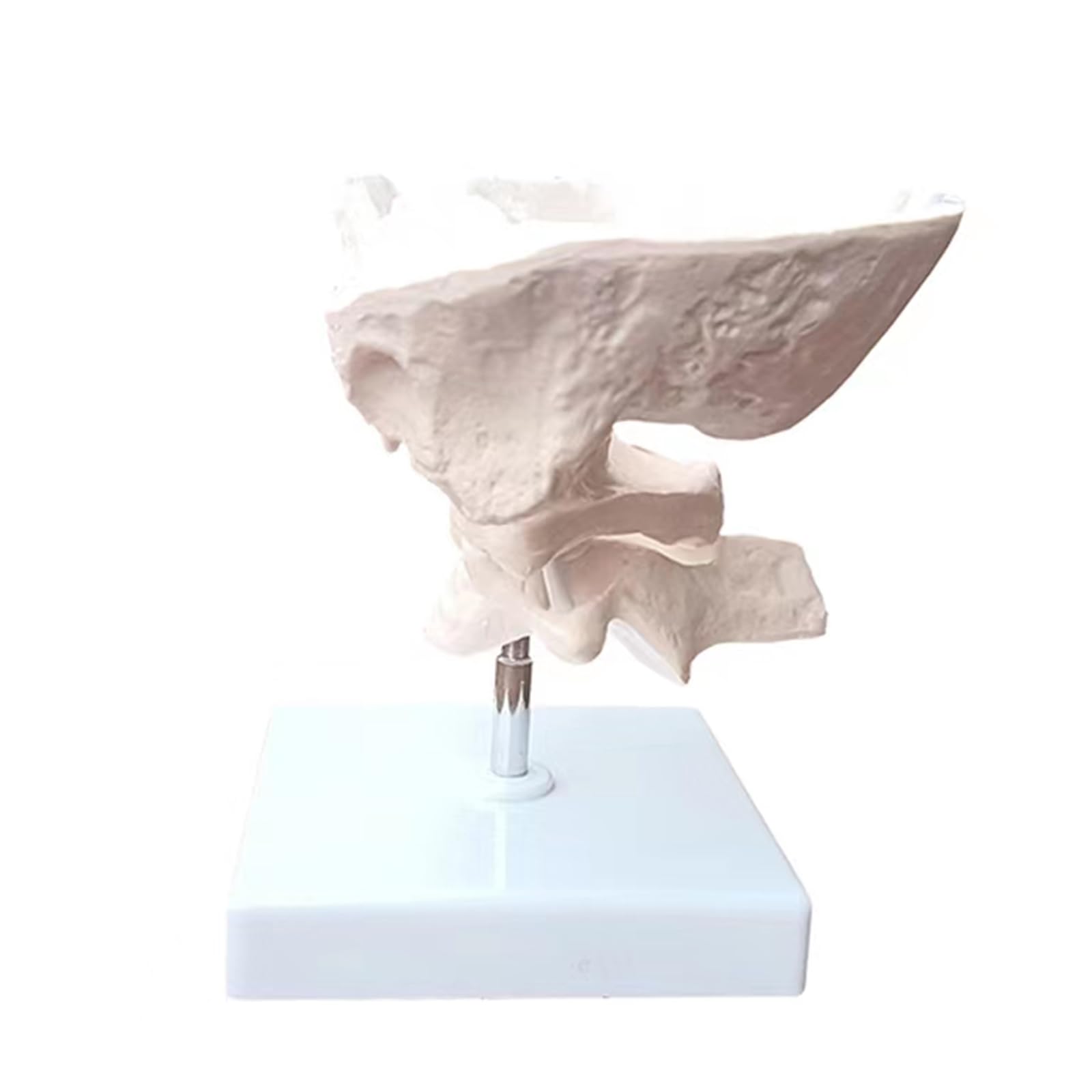 YRQMGSF Educational Occiput Model - 1.5x Magnification Human Occipital Bone Model - Upper Cervical Rehabilitation Orthopaedic Demonstration Teaching Aids,White,18cm
