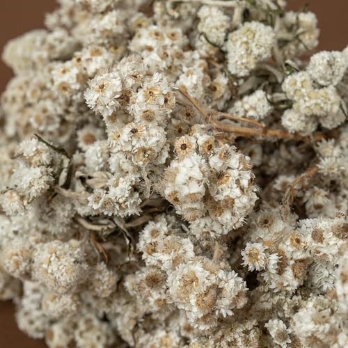 Image of Himalayan Daisy Dried Flowers | Natural Dried Blooms| 70 Grams | Naturally Preserved, Delicate & Everlasting | Perfect for Home Decor, Floral Arrangements, Bouquets & DIY Crafts(White)