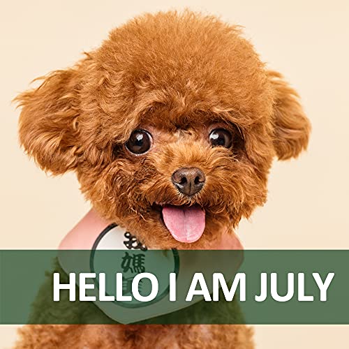 Best Induction Tea Kettles for RVs RV Chicks