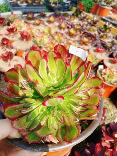 観葉植物 アエオニウム 多肉植物」の人気商品一覧 | 安い商品を通販