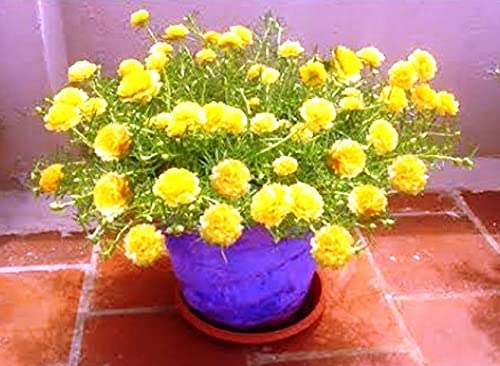 WoFLoo Live Yellow Portulaca / 9 O Clock / Purslane Beautiful Flower Succulent Plant For Home / Balcony Garden With Mud - Healthy Live 1 Plant (B0B2NXBFQL) Amazon Price History, Amazon Price Tracker