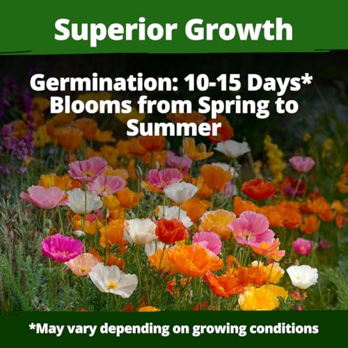 Image of HOME GROWN California Poppy Mission Bells 2200 Seeds (2g) - Flower Seeds for Planting Outdoors, Vibrant Spring & Summer Blooms, Drought Tolerant Annual for Sunny Gardens (Eschscholzia californica)