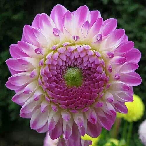 S-pone 100+ Rare Mix Dahlia Pompon Flower Seeds Variabilis Beautiful Annual Outdoor - Thumbnail 7