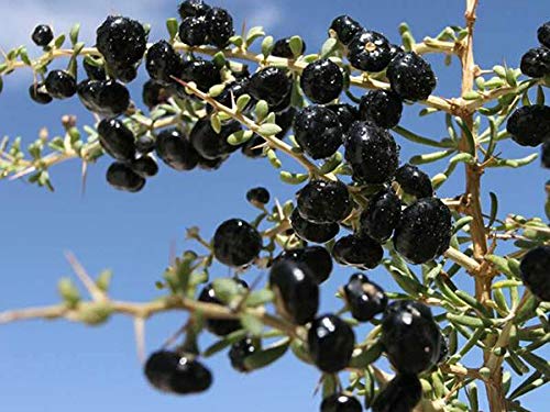 Royal Paradise Garden Rare Goji Berry Fruit Seed"Black" Exotic 20 Fruit seeds for Growing (B094BYZGQM) Amazon Price History, Amazon Price Tracker