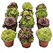 Produktbild UNUS Garden Sempervivum Mix Hauswurz echte Pflanzen 12er Set winterhart