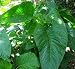 Jamaican Callaloo/spinach/,3,000 Seeds - Used In, West Indian&chinese Cuisines