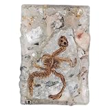 gemsindia Rare Reptile Lizard Fossil Replica on Rutilated Quartz Collective Home Decor Piece of Art~4.75 Inches Long