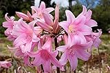 Fresh Naked Lady Bulbs - 5 Bare Root Bulbs of Amaryllis Belladonna - Beautiful Amaryllis for Outside