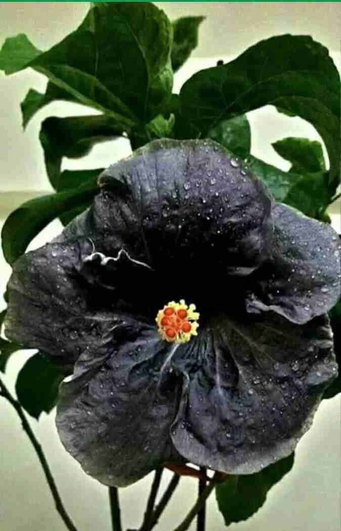 BLACK Hibiscus/Joba Flower Plant (PACK OF 1) - Blooming Beauty & Vibrant Colors for Your Garden Delight - (WITH 4Inch POT) Easy Care and Fast Growth-image-46