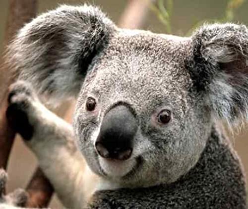 Peinture Diamant Rond Koala pour réduire le stress par les loisirs créatifs