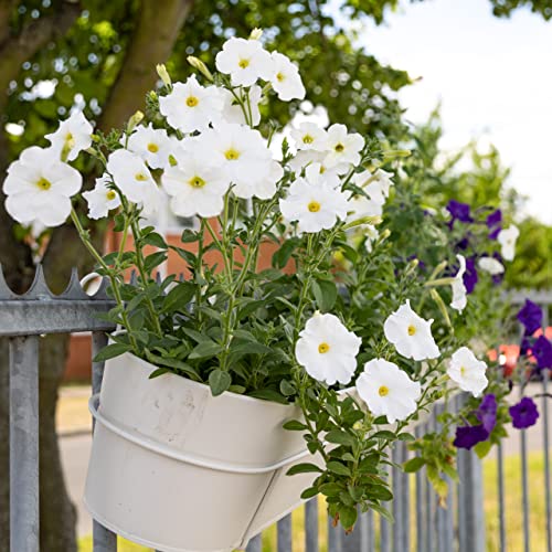 Petunien Samen für Balkon und Garten Owngrown Petunie Samen