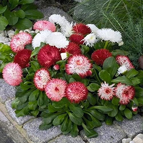 Floriculture Greens Combo Pack English Daisy Multi+ Gypsophila Flower 2 Seeds pack Home Outdoor Flowering Gardening Seeds (1 set of 3 English Daisy (80 Seeds) + 3 Gypsophila (80 Seeds in Each Pack) (B095K44XDN) Amazon Price History, Amazon Price Tracker