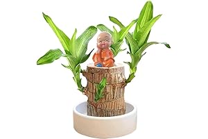 Fresh Live Lucky Bamboo for Good Feng Shui, Clean Air Plant Desktop Home Office Decor