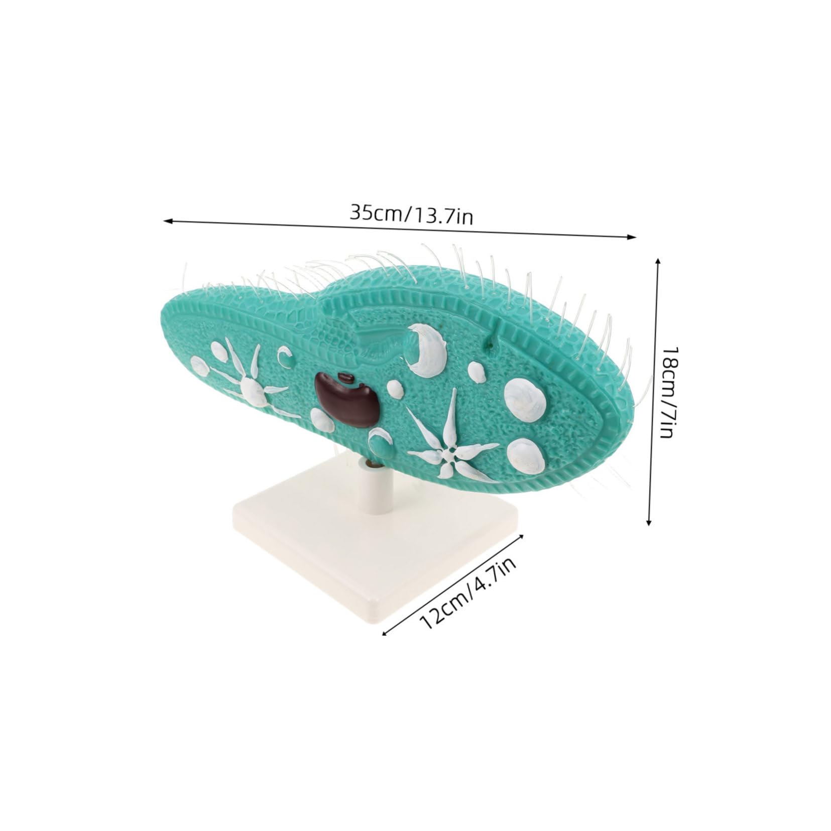 Paramecio per Laboratorio Strumento Didattico di Biologia di Protozoo con Dettagli Micro Anatomici per Insegnanti e Studenti