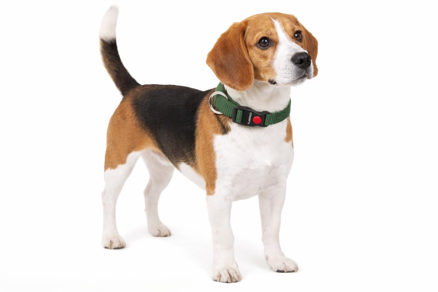 Dog Collar Ziggi Khaki M 40-55cm 20mm