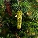 MO'FUN Picolas Cage Funny Christmas Ornament - Pickle Nick Nicolas Cage Pickle Ornament