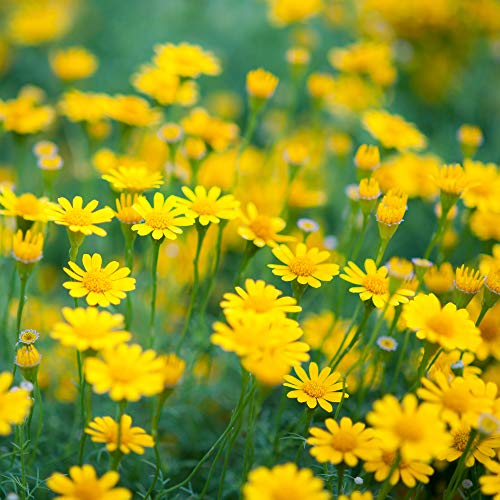Outsidepride Dahlberg Daisy Seeds