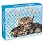 Cat Naps 2025 Boxed Daily Desk Calendar Office Products