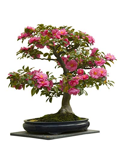 Seedeo Bonsai Anzuchtset Japanische Kamelie (Camellia japonica)