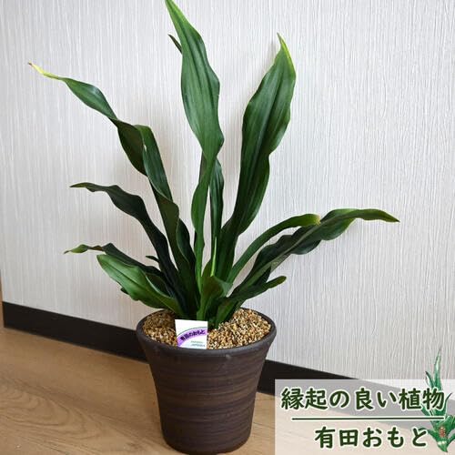 Amazon｜青葉万年青陶器鉢植えおもと観葉植物 青葉万年青宝船万年青