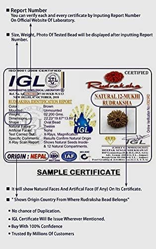 Ganesha Arts 11 Mukhi Rudraksha From Nepal Silver Pendant IGL Lab. Certified